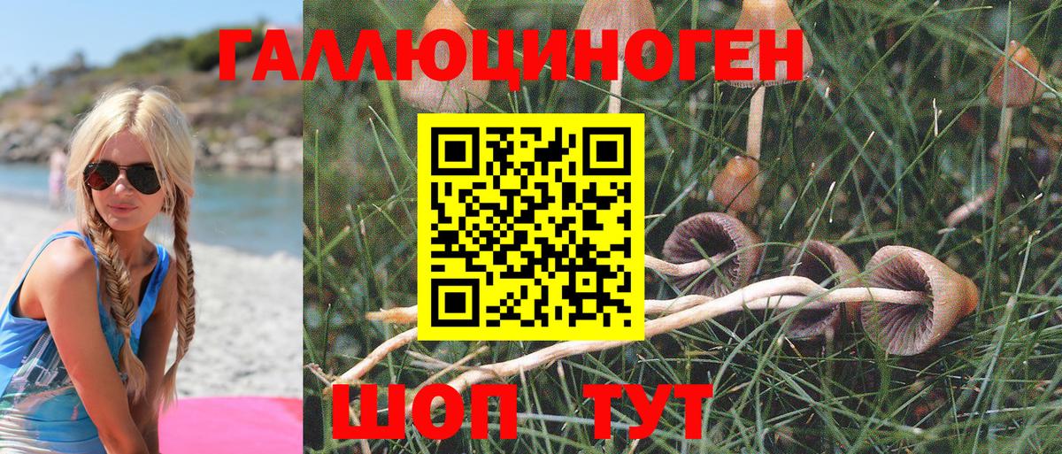 Псилоцибиновые грибы Psilocybe Клин
